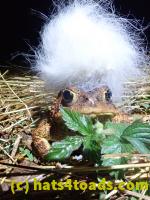 /home//u458753944/public_html/sourcegallery/////////Roxborough Toad Detour/2022/2022-04-14 and 04-13/P4140991.JPG